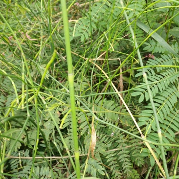 节节草野生节节草