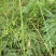 节节草野生节节草
