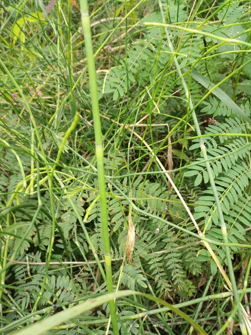 节节草野生节节草