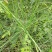 节节草野生节节草