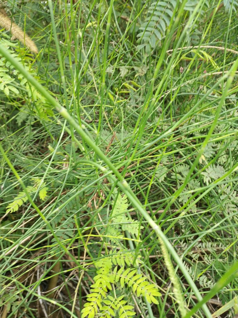 节节草野生节节草