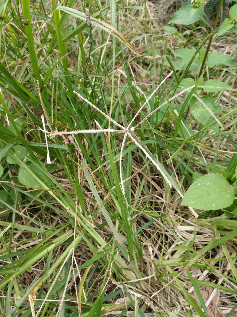 牛筋草