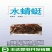 水蜻蜓水虿虫水蝎子食用蜻蜓幼若虫昆虫批发兼零售