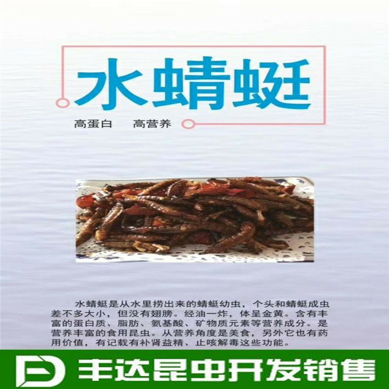 水蜻蜓水虿虫水蝎子食用蜻蜓幼若虫昆虫批发兼零售