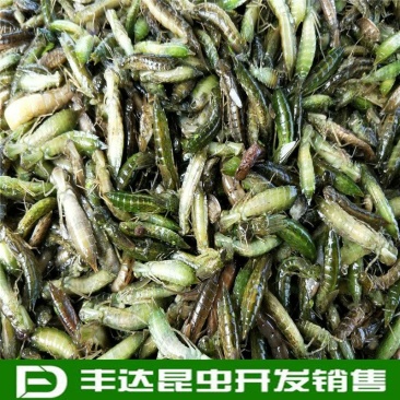 水蜻蜓水虿虫水蝎子食用蜻蜓幼若虫昆虫批发兼零售