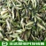 水蜻蜓水虿虫水蝎子食用蜻蜓幼若虫昆虫批发兼零售
