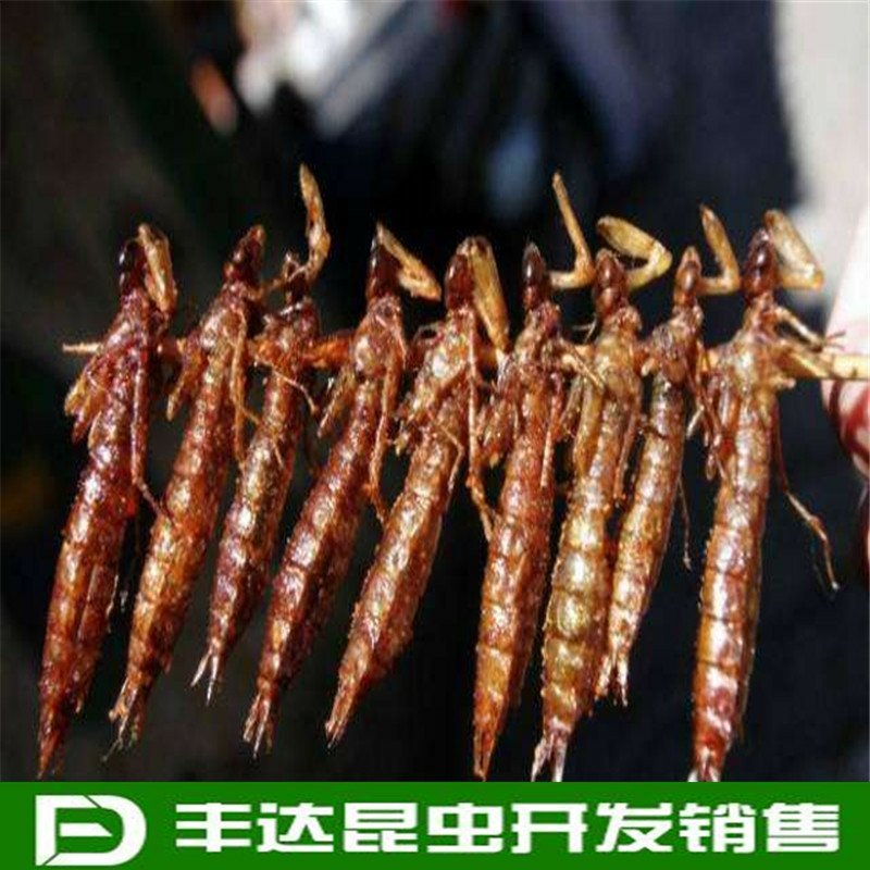 水蜻蜓水虿虫水蝎子食用蜻蜓幼若虫昆虫批发兼零售