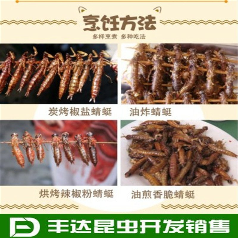 水蜻蜓水虿虫水蝎子食用蜻蜓幼若虫昆虫批发兼零售