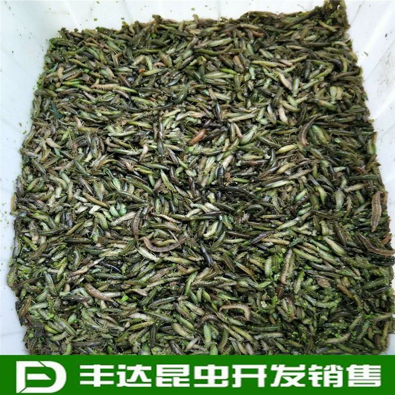 水蜻蜓水虿虫水蝎子食用蜻蜓幼若虫昆虫批发兼零售