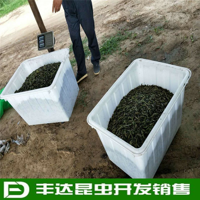 水蜻蜓水虿虫水蝎子食用蜻蜓幼若虫昆虫批发兼零售