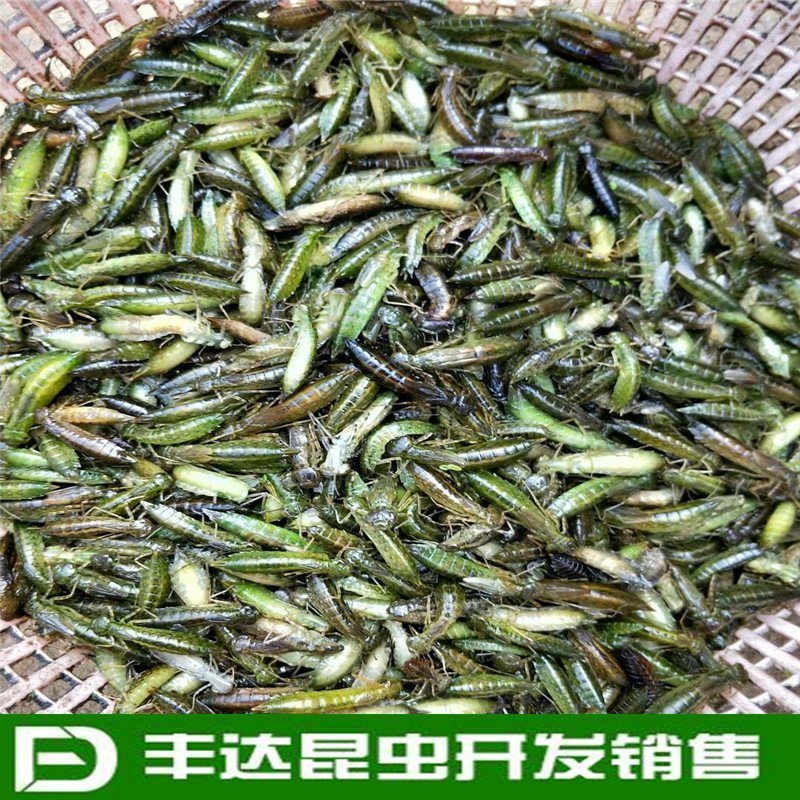 水蜻蜓水虿虫水蝎子食用蜻蜓幼若虫昆虫批发兼零售