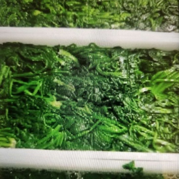 荠菜