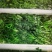 荠菜