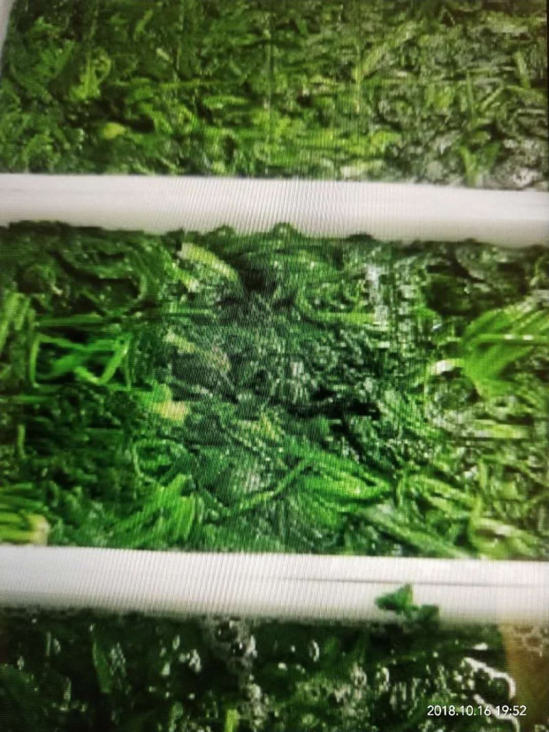 荠菜
