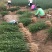 枳壳苗枸橘苗篱笆苗嫁接柑桔类的枮木