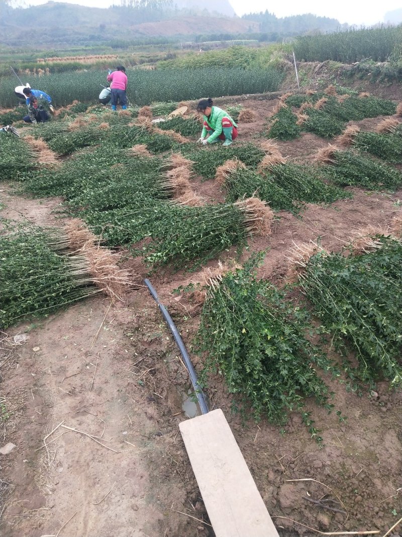 枳壳苗枸橘苗篱笆苗嫁接柑桔类的枮木