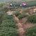 枳壳苗枸橘苗篱笆苗嫁接柑桔类的枮木
