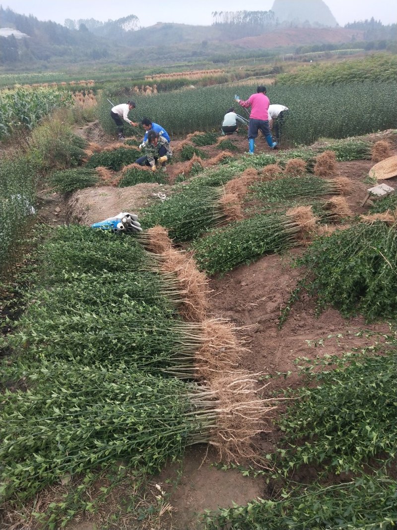 枳壳苗枸橘苗篱笆苗嫁接柑桔类的枮木