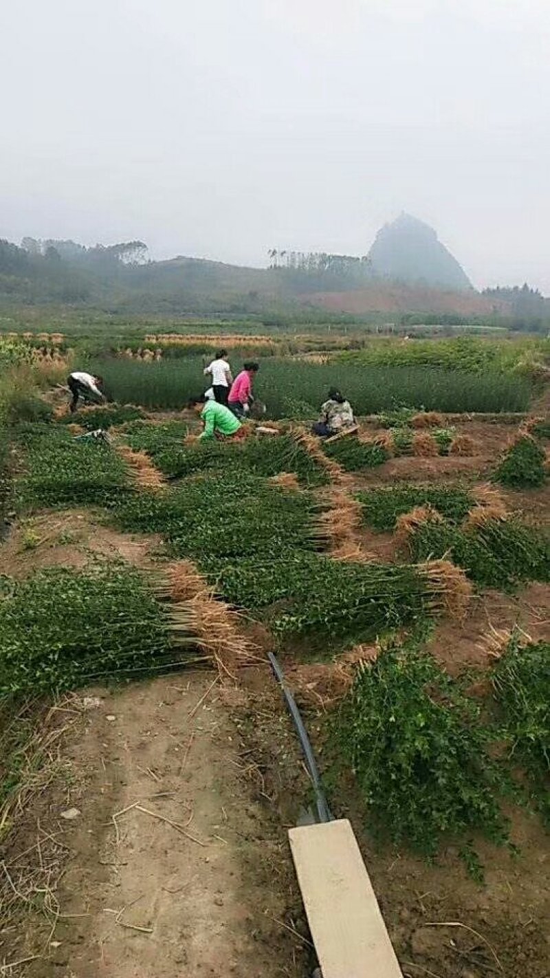 枳壳苗枳壳大苗枳壳小苗枸橘苗现发现发保湿发货包邮