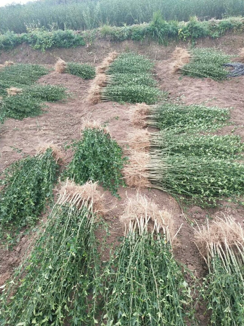 枳壳苗枳壳大苗枳壳小苗枸橘苗现发现发保湿发货包邮