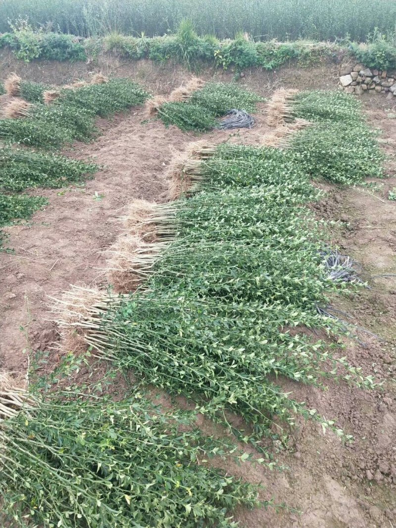 枳壳苗枳壳大苗枳壳小苗枸橘苗现发现发保湿发货包邮