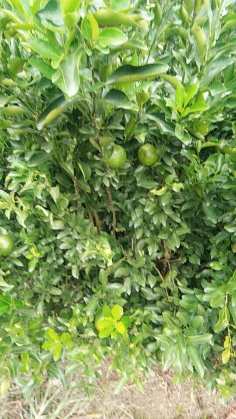 椪柑苗30~50cm，枳壳根的椪柑苗易挂果