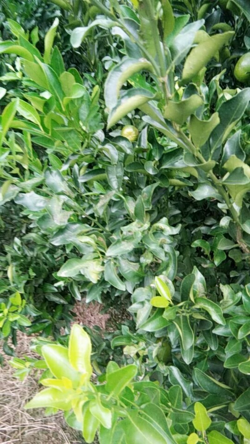 椪柑苗30~50cm，枳壳根的椪柑苗易挂果