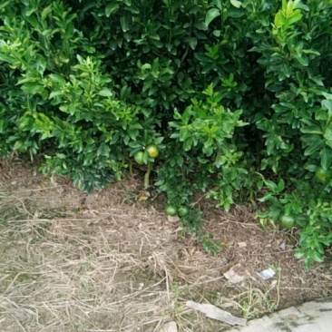椪柑苗30~50cm，枳壳根的椪柑苗易挂果