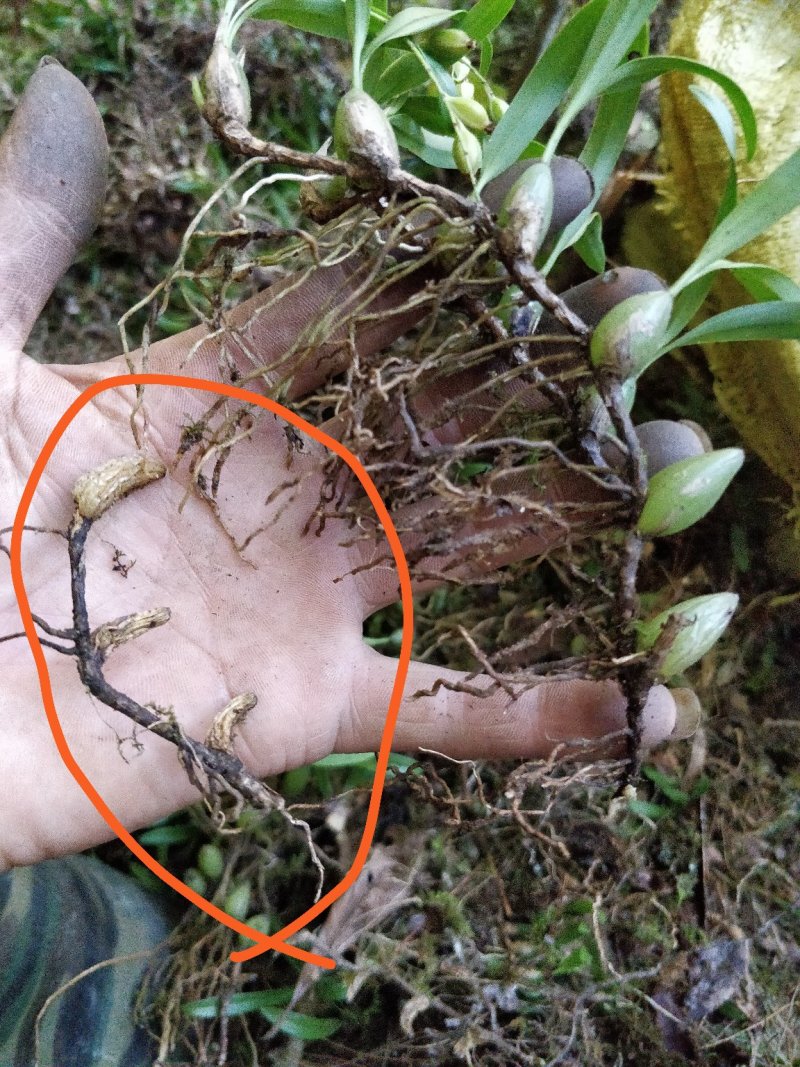 软叶双叶小果石橄榄