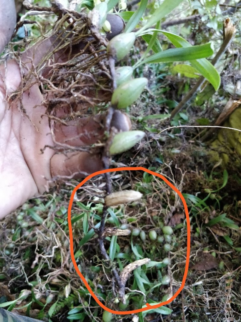 软叶双叶小果石橄榄