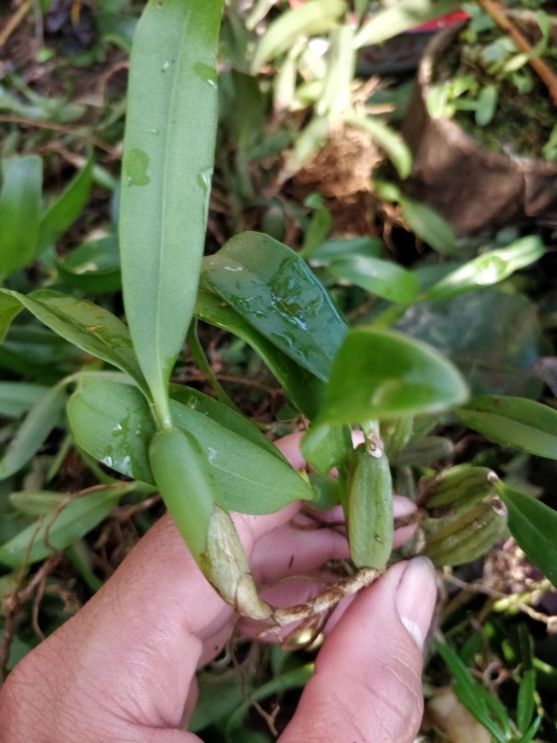 双叶中果石橄榄