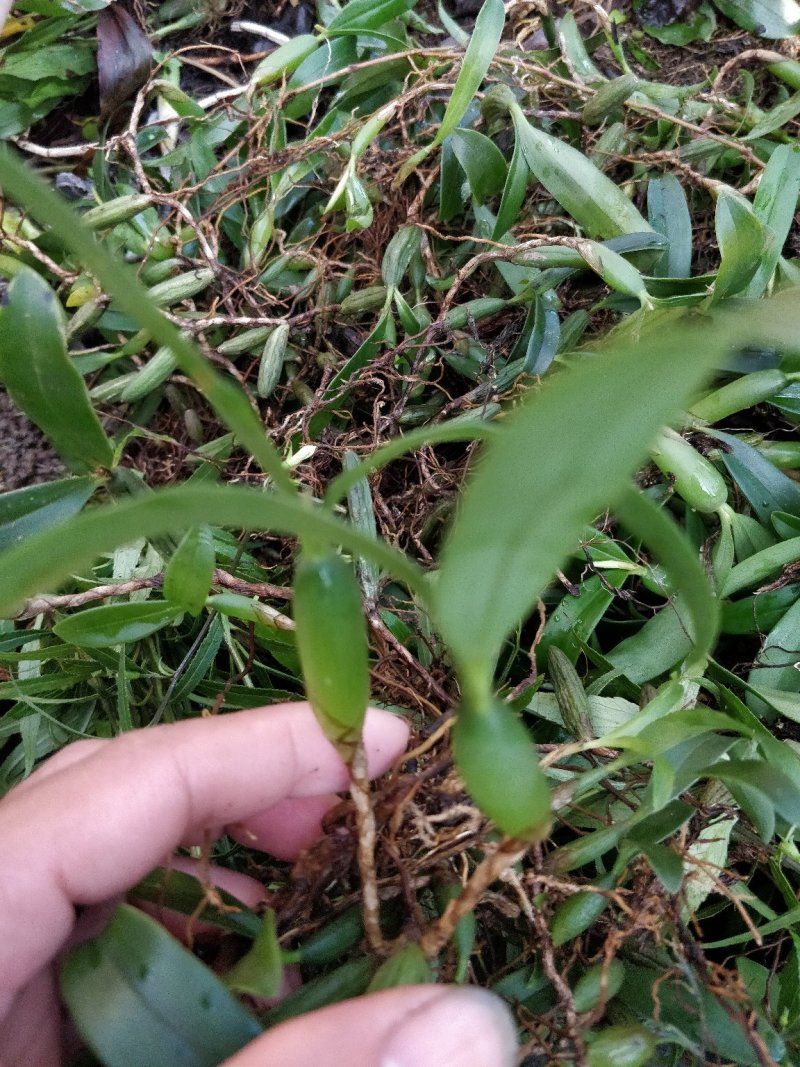 双叶中果石橄榄