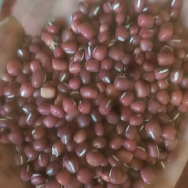 供应小红豆30吨