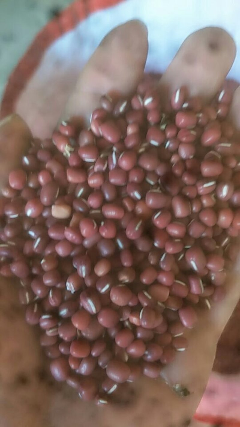 供应小红豆30吨