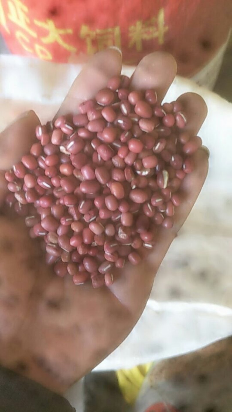 供应小红豆30吨