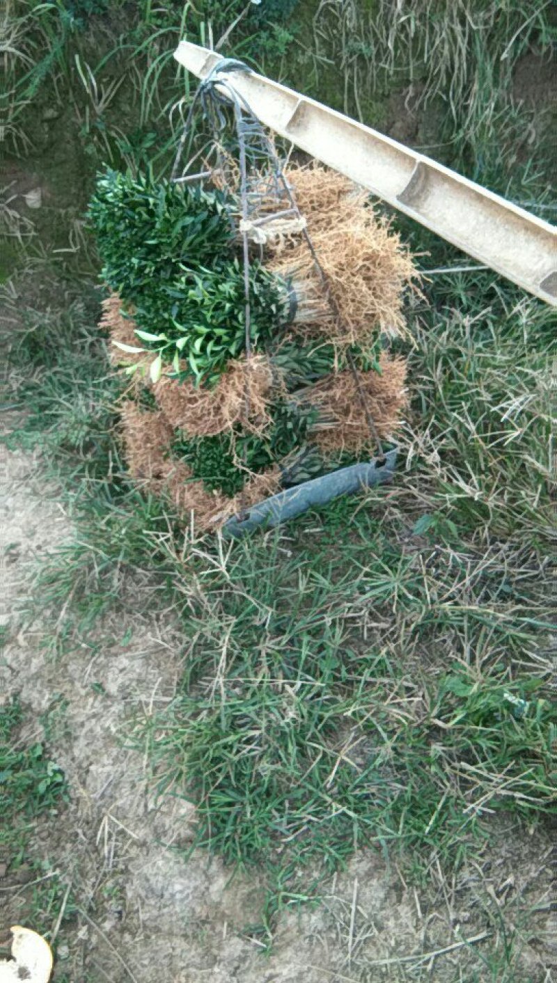 酸柑苗用于嫁接各类柑桔苗的枮木，它的优点是耐旱