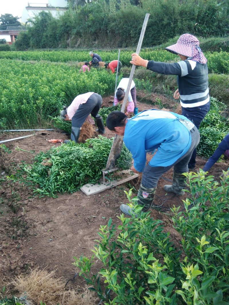 酸柑苗用于嫁接各类柑桔苗的枮木，它的优点是耐旱
