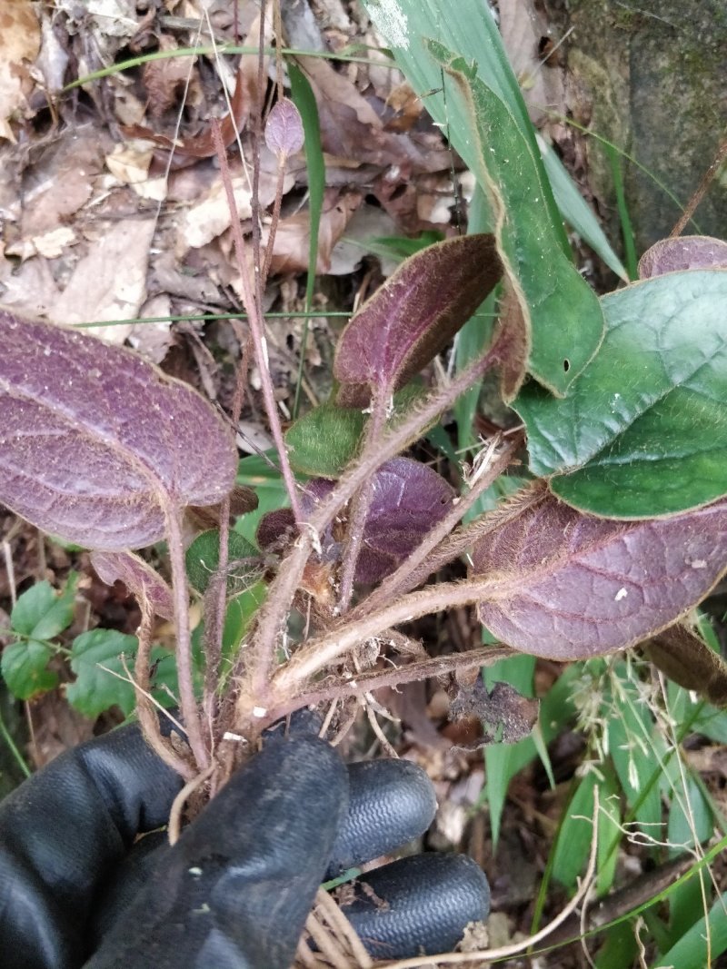 杏香兔耳草