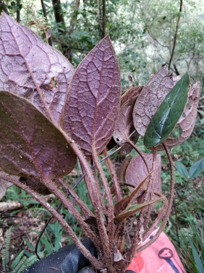 杏香兔耳草