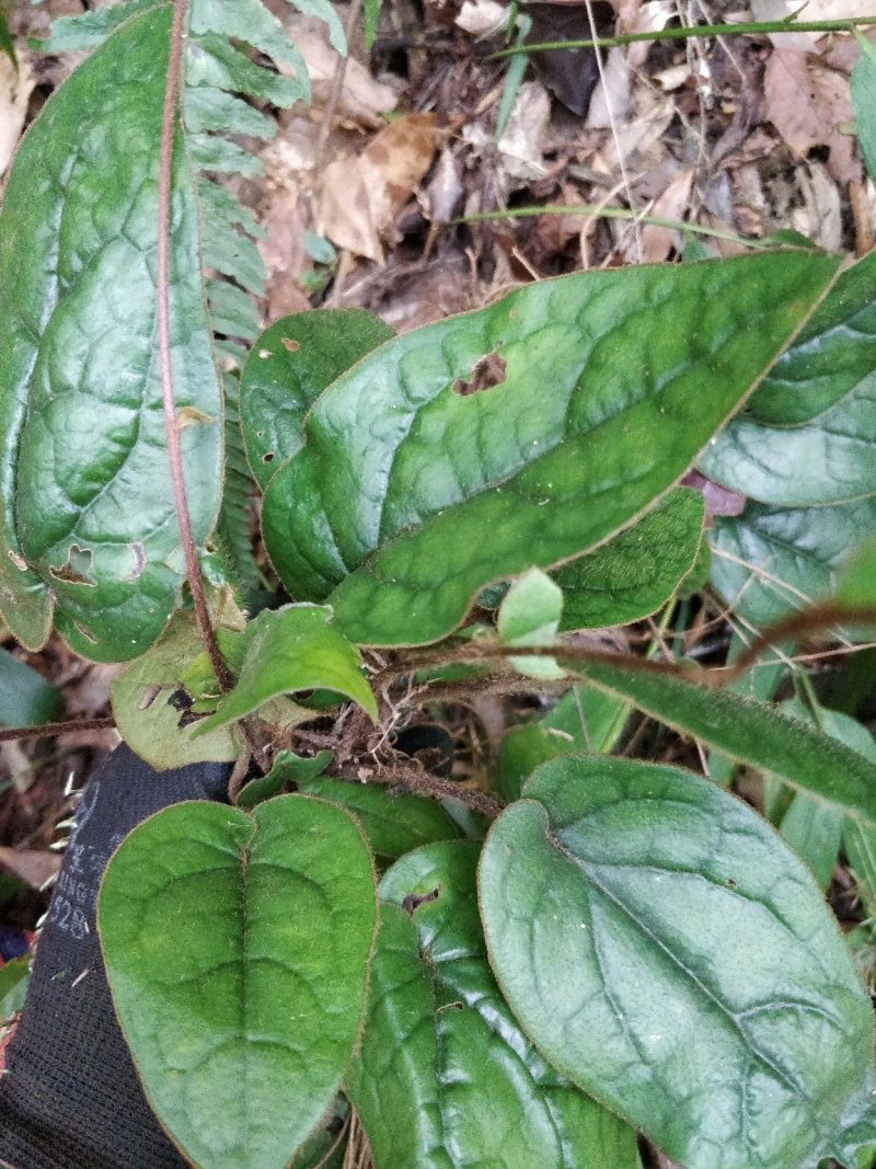 杏香兔耳草
