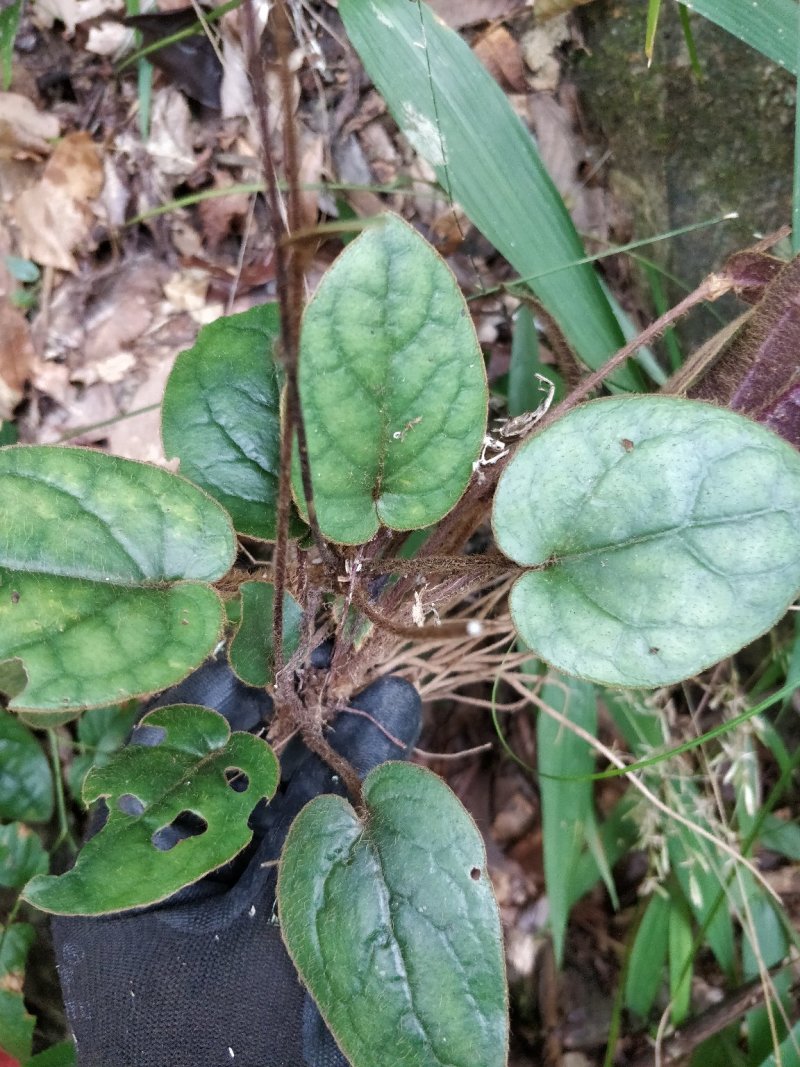 杏香兔耳草