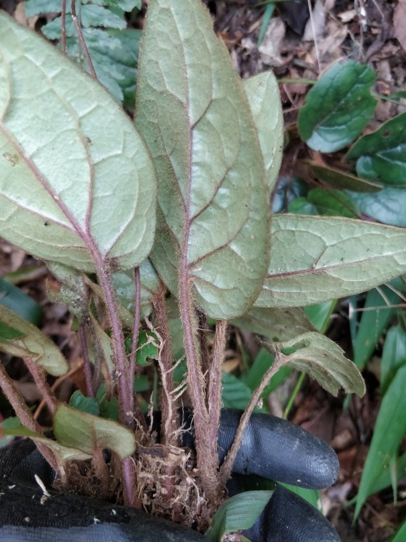 杏香兔耳草