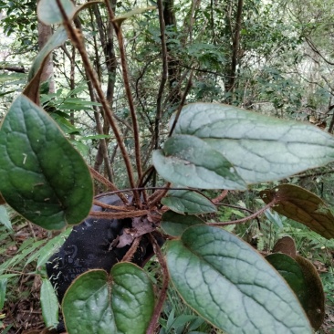 杏香兔耳草