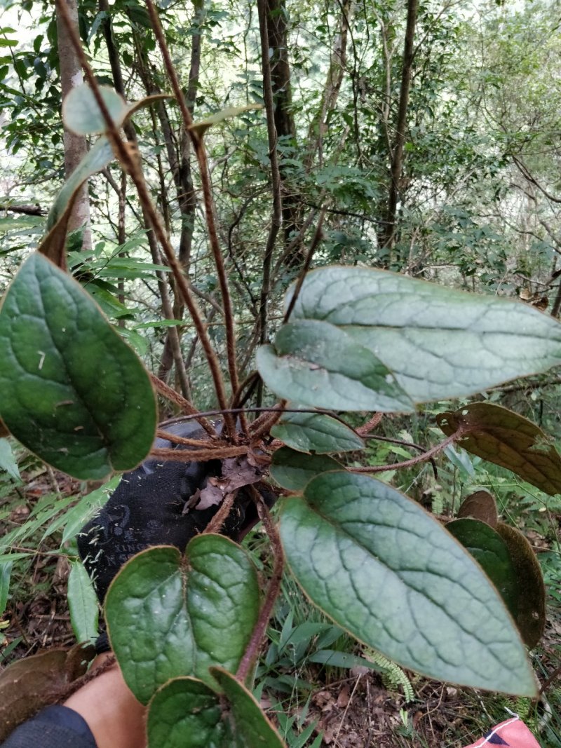 杏香兔耳草