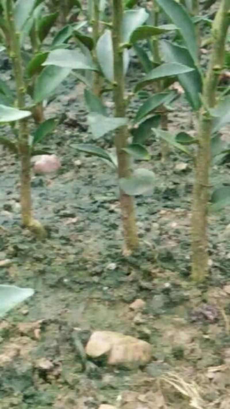 酸柑苗用于嫁接各类柑桔苗的枮木，它的优点是耐旱