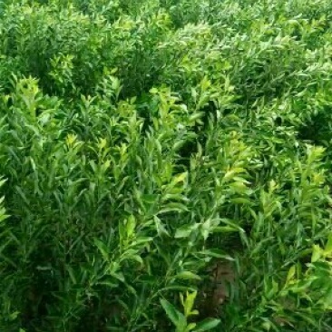 酸柑苗用于嫁接各类柑桔苗的枮木，它的优点是耐旱