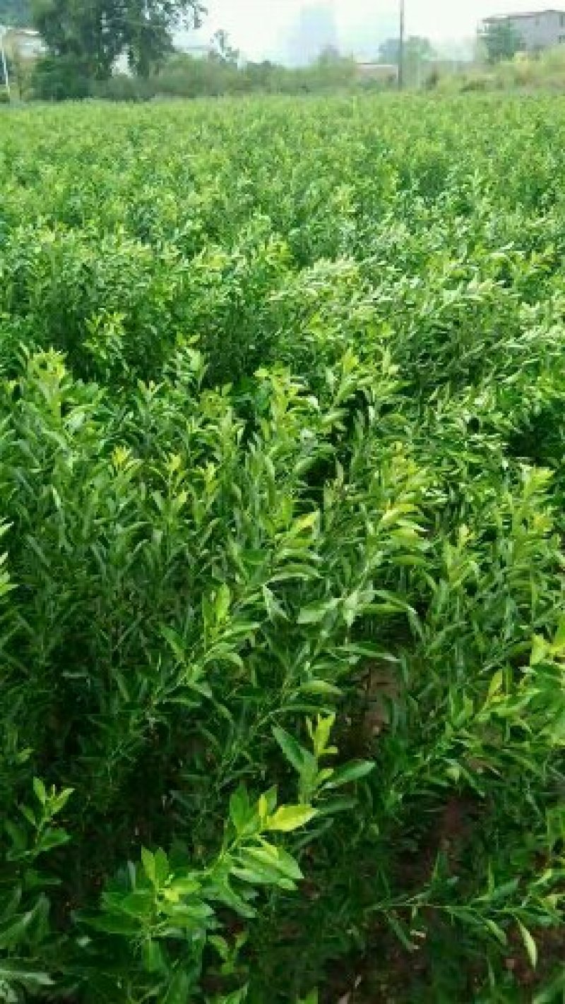 酸柑苗用于嫁接各类柑桔苗的枮木，它的优点是耐旱