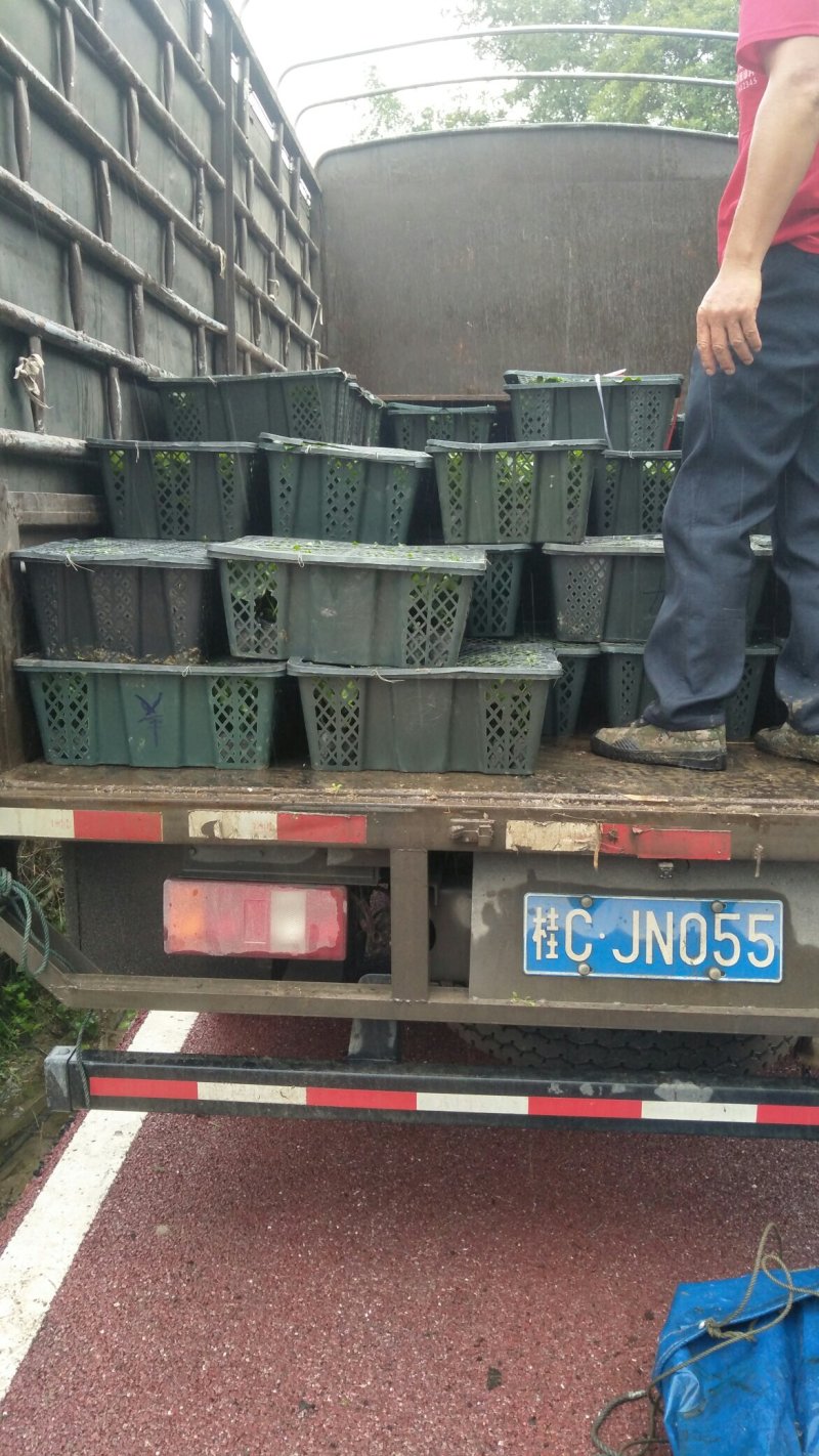台农，黄金百香果苗，供应