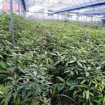 苞花楠种苗产地直销可供线上线下交易