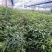 苞花楠种苗产地直销可供线上线下交易